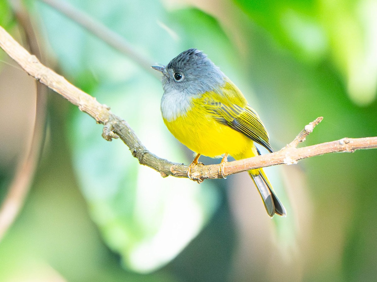 Gray-headed Canary-Flycatcher - ML647026800