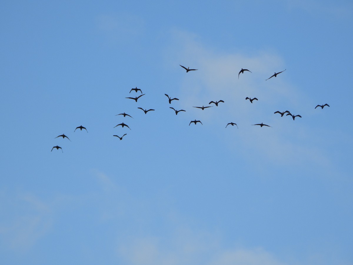 Neotropic Cormorant - ML647026807