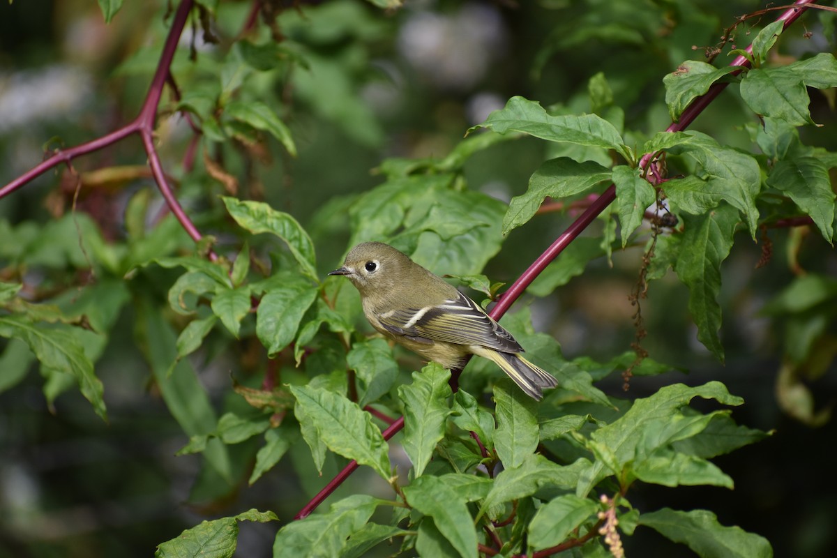 Ruby-crowned Kinglet - ML647026810