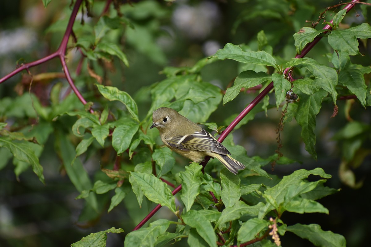 Ruby-crowned Kinglet - ML647026813