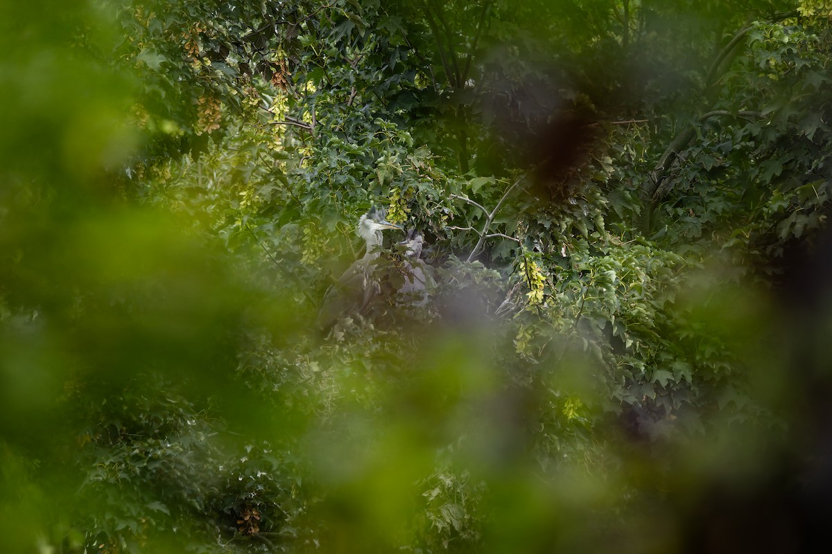 Gray Heron - ML647026816