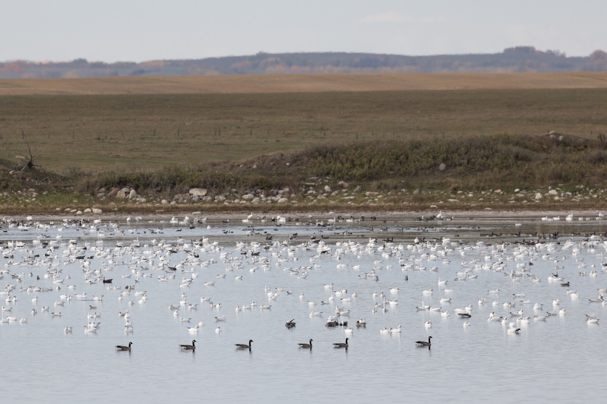 Cackling Goose - ML647026821