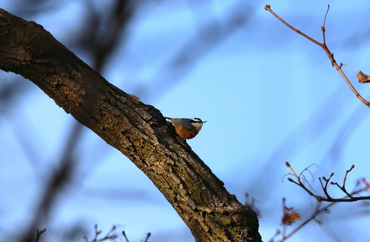 Red-breasted Nuthatch - ML647026823
