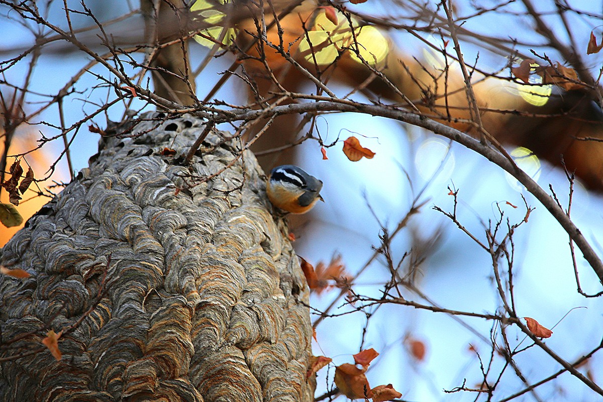 Red-breasted Nuthatch - ML647026824