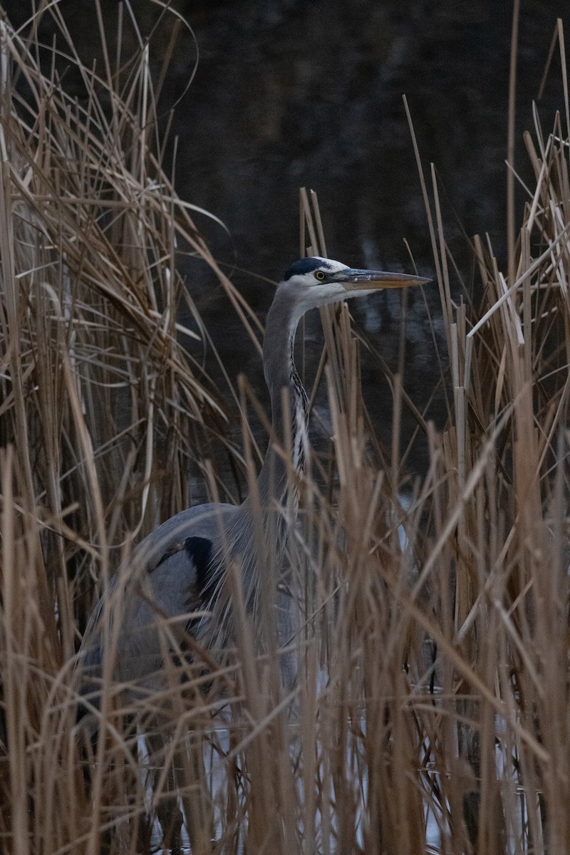 Great Blue Heron - ML647026825