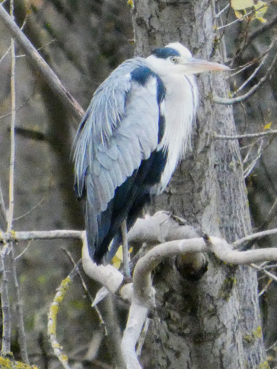 Gray Heron - ML647026830