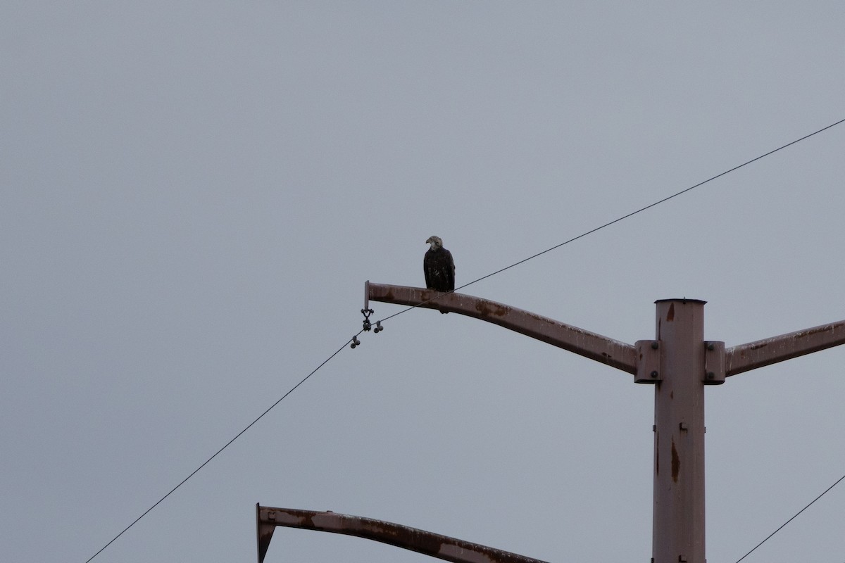Bald Eagle - ML647026831