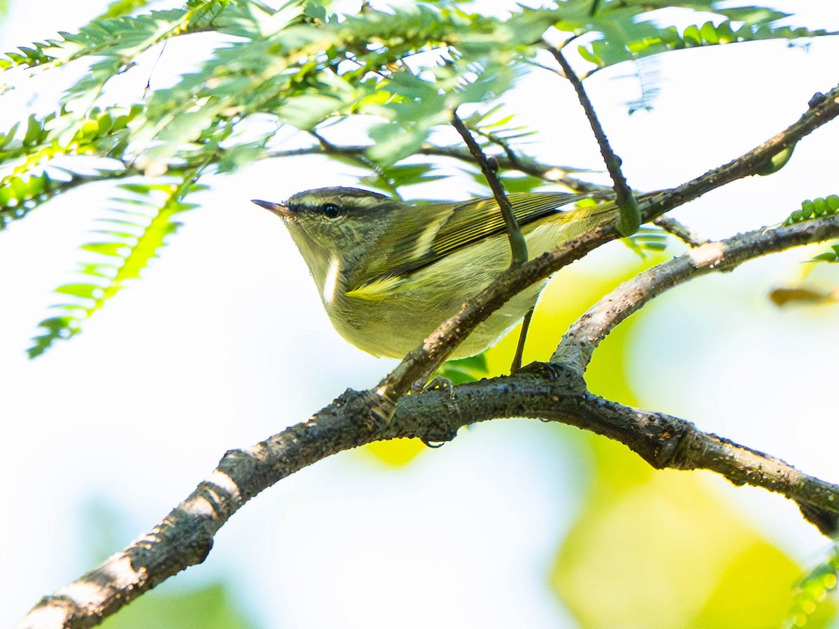 Yellow-browed Warbler - ML647026832