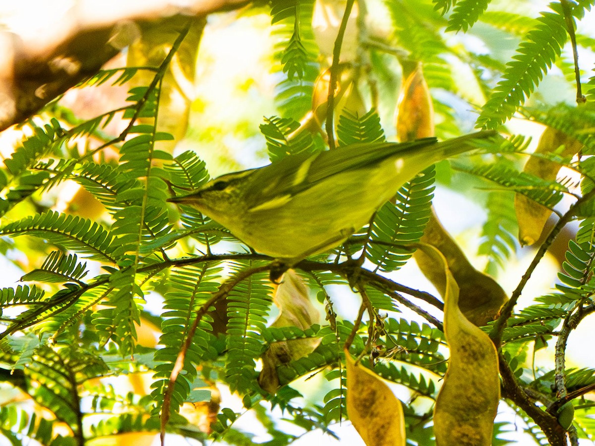 Yellow-browed Warbler - ML647026833