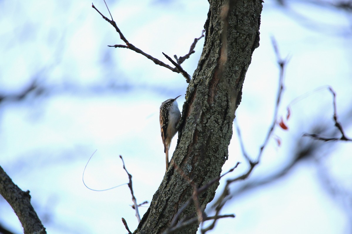 Brown Creeper - ML647026834