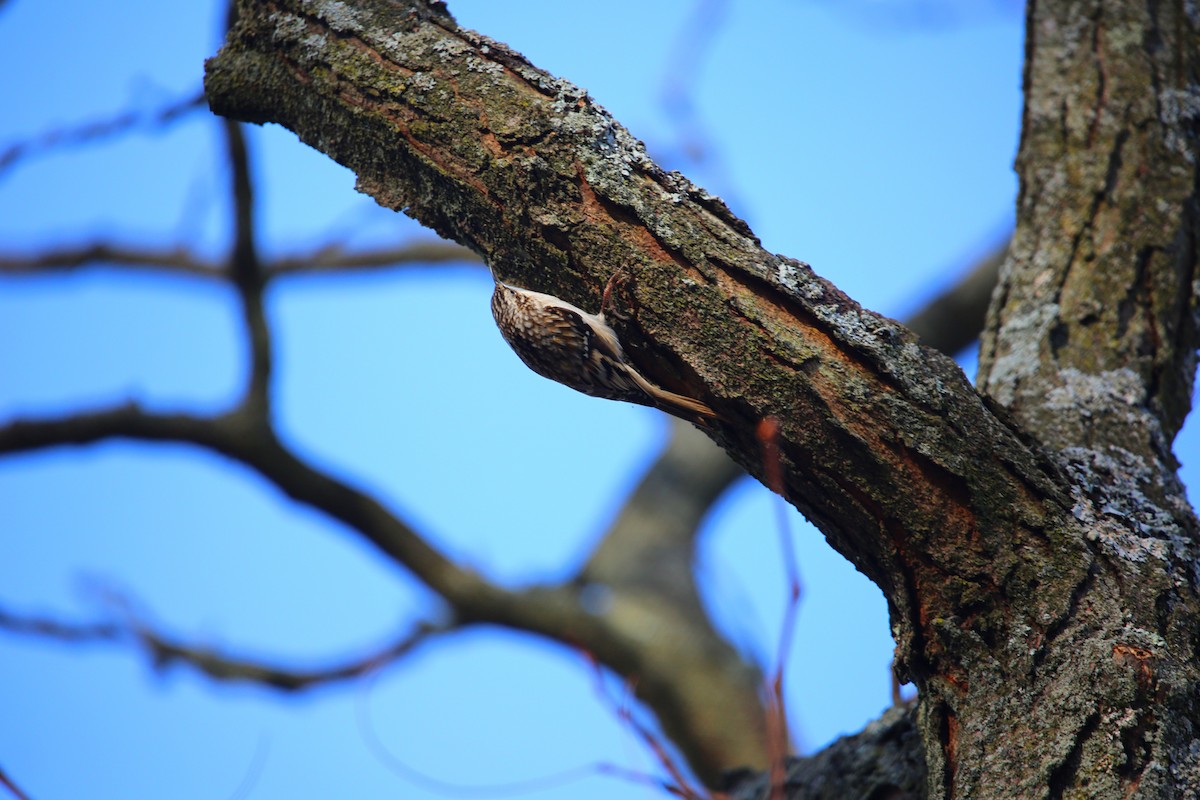 Brown Creeper - ML647026835