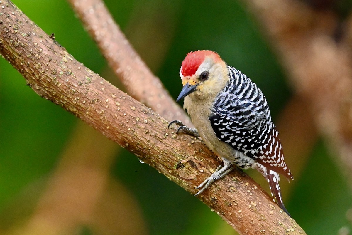 Red-crowned Woodpecker - ML647026837