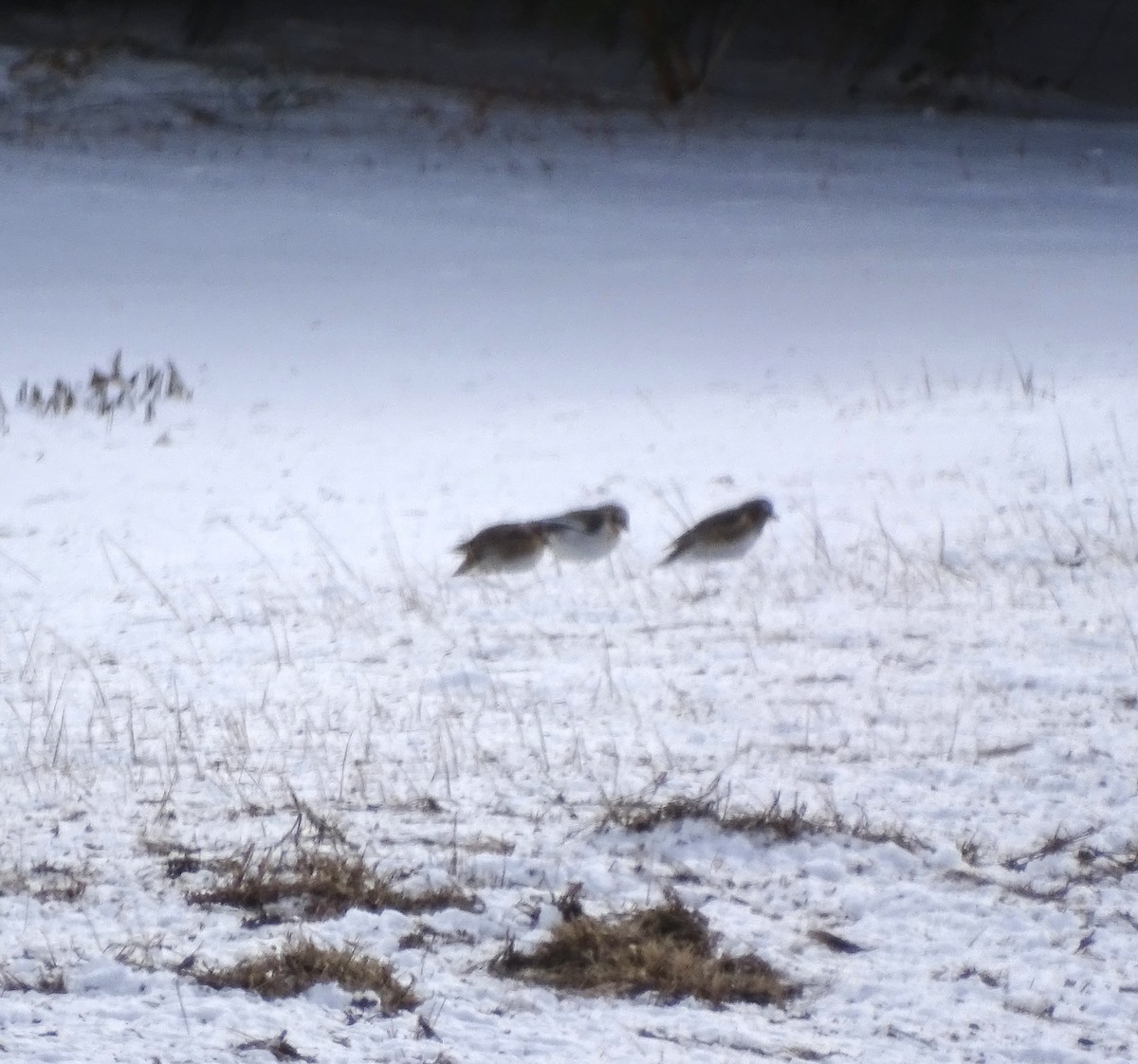 Snow Bunting - ML647026838