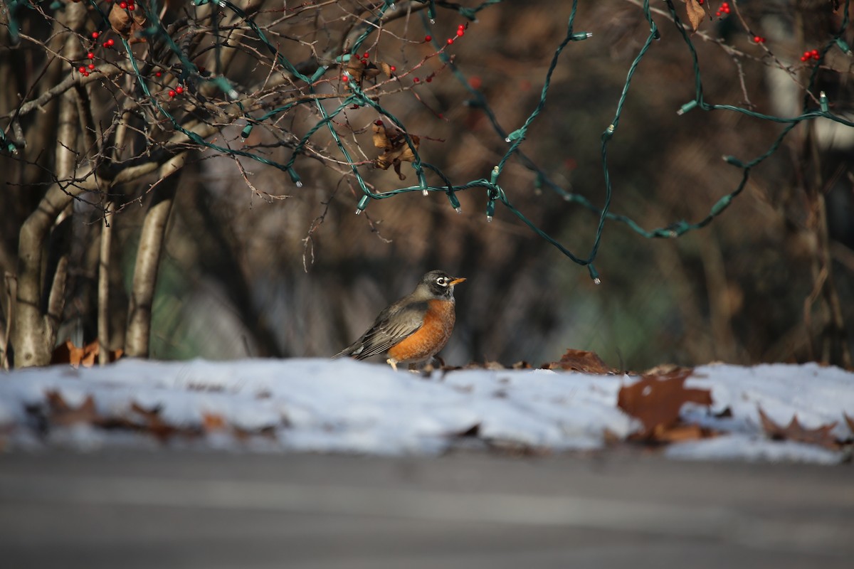 American Robin - ML647026843