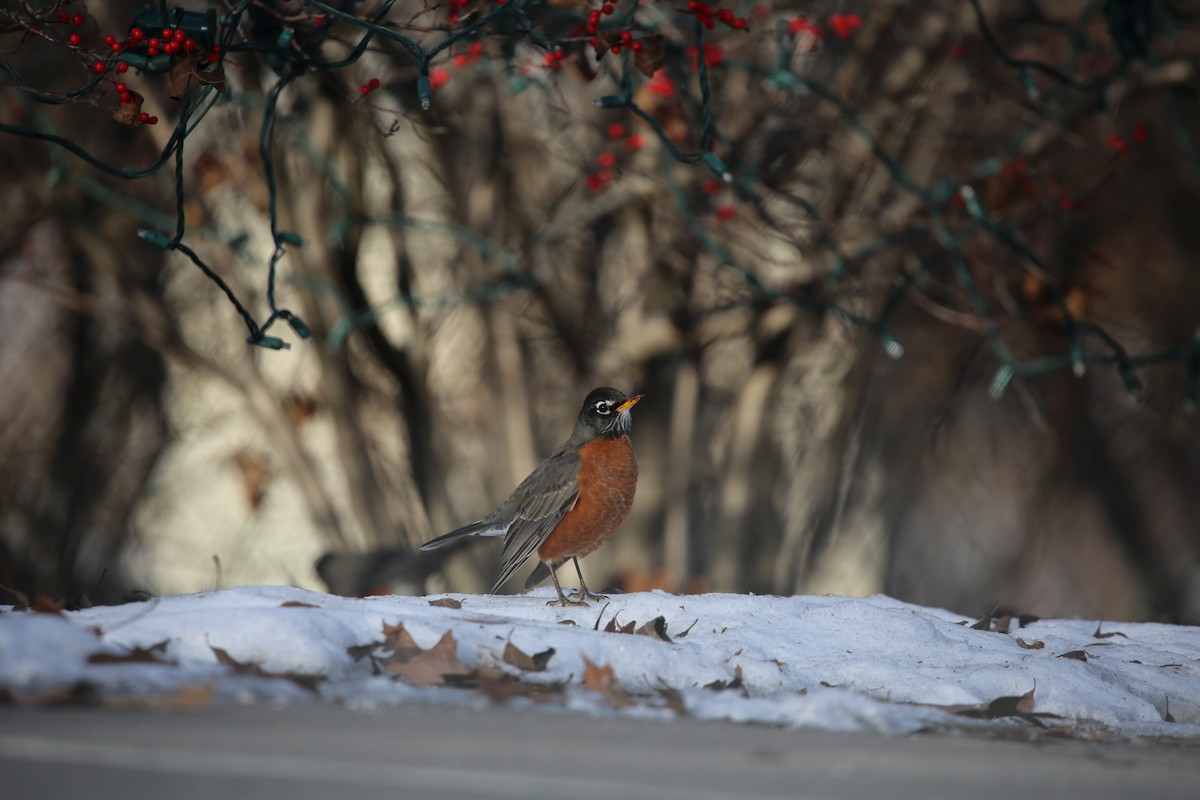 American Robin - ML647026844