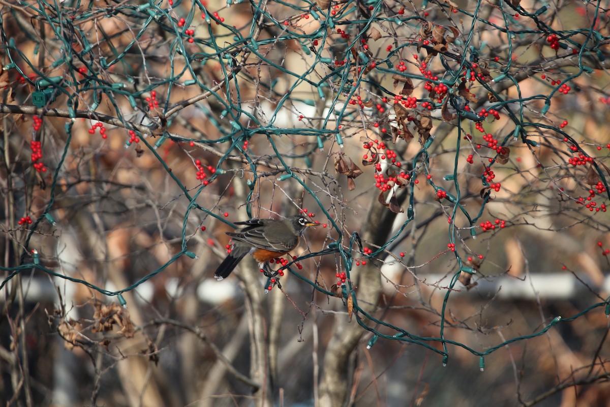 American Robin - ML647026845