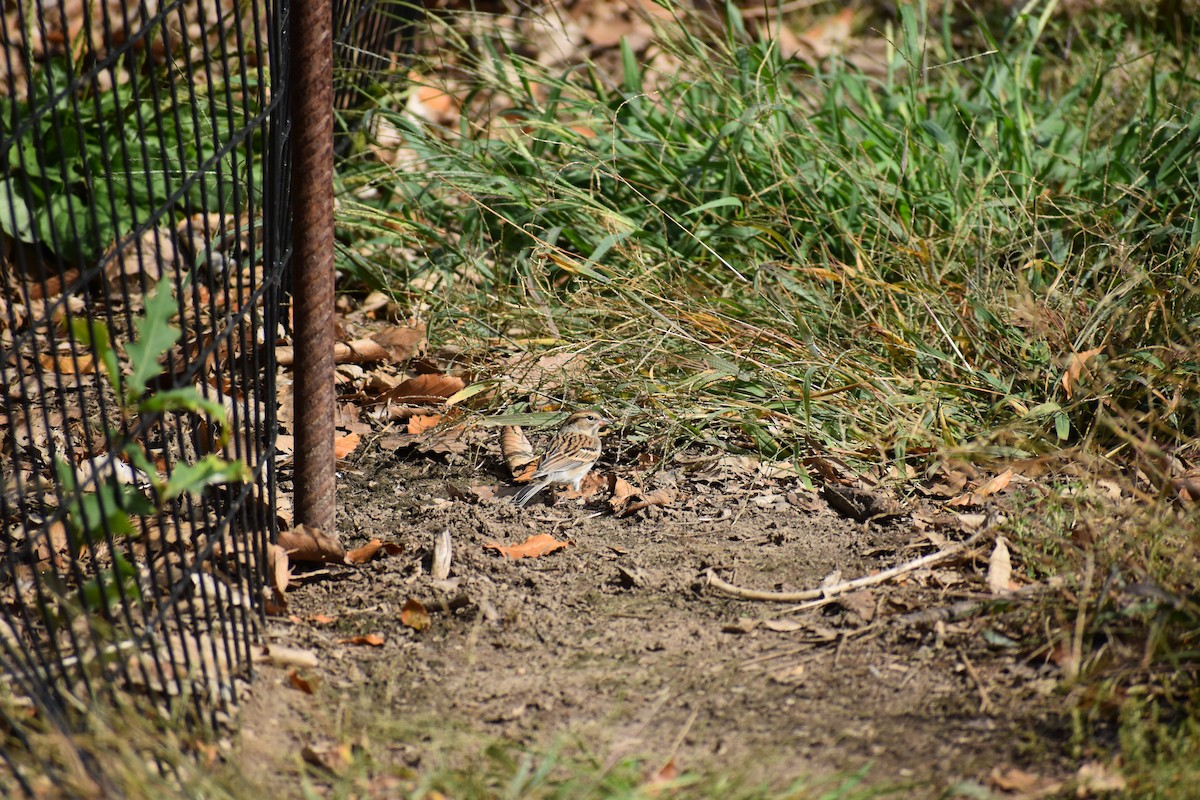 Chipping Sparrow - ML647026846