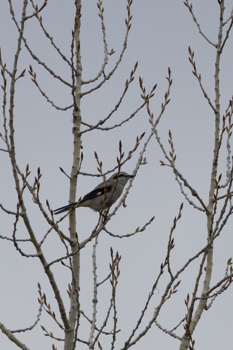 Northern Shrike - ML647026847