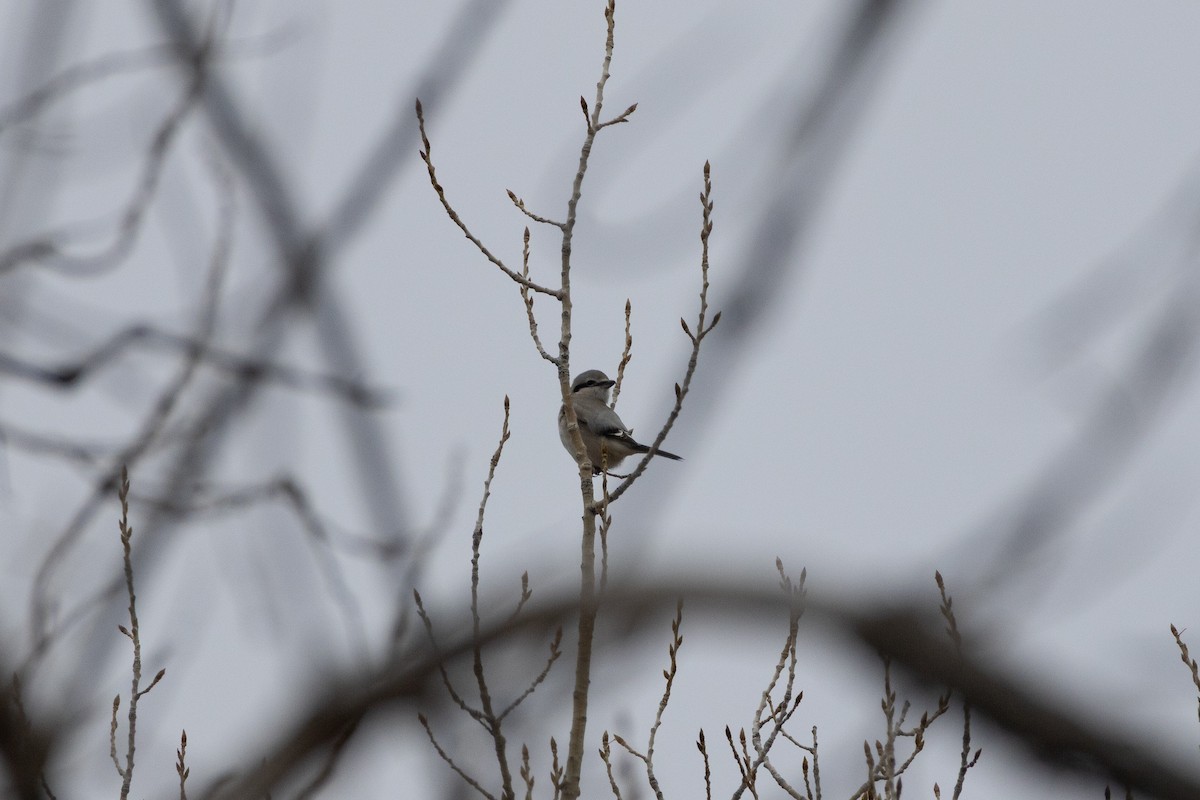 Northern Shrike - ML647026848