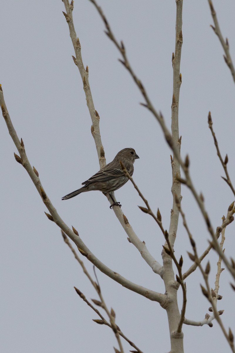 Northern Shrike - ML647026849