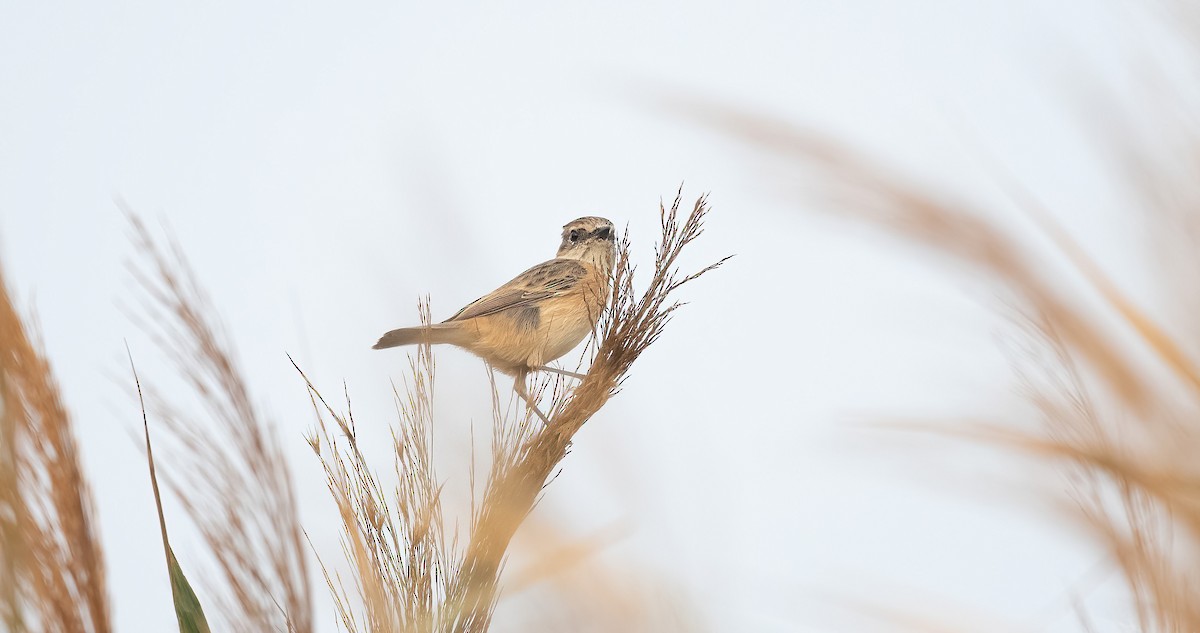 Siberian Stonechat - ML647026850