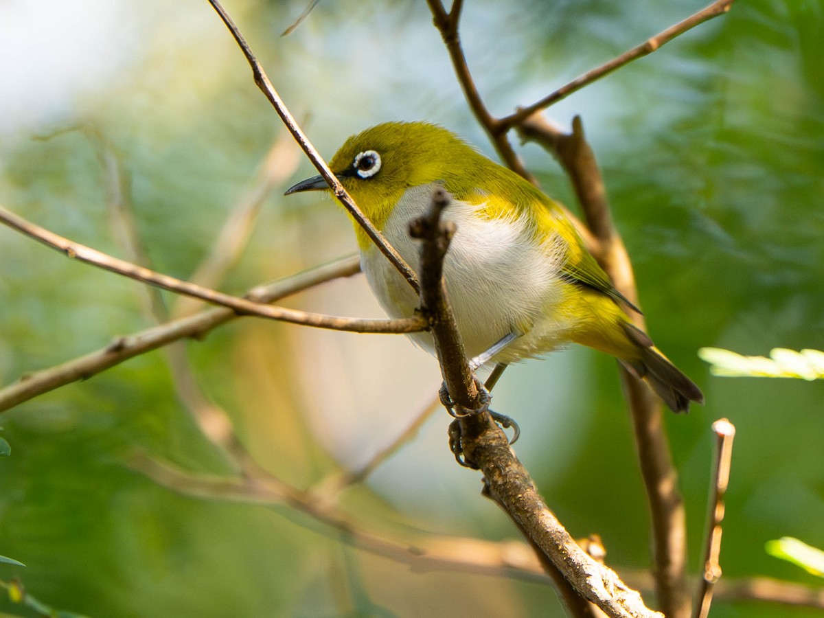 Indian White-eye - ML647026851
