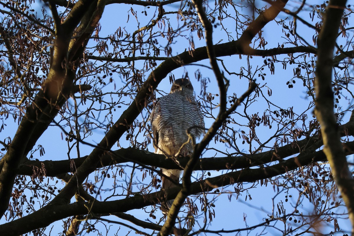 Eurasian Goshawk - ML647026852