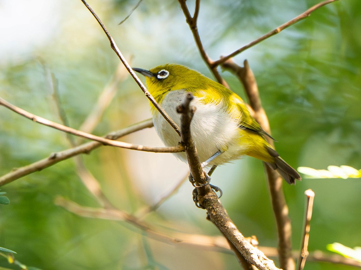 Indian White-eye - ML647026853