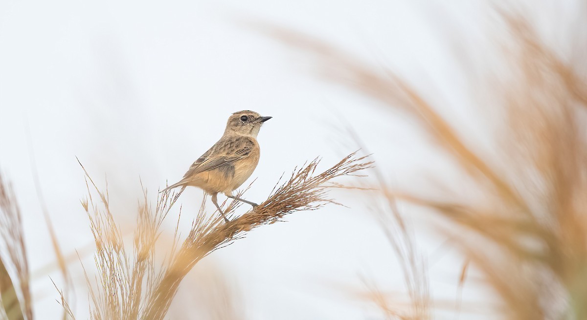 Siberian Stonechat - ML647026854
