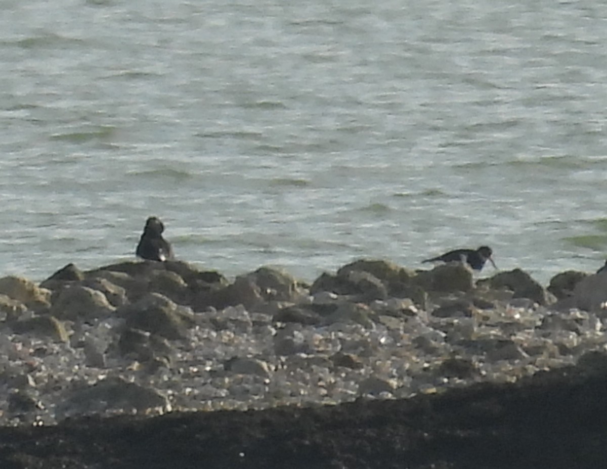 Eurasian Oystercatcher - ML647026856