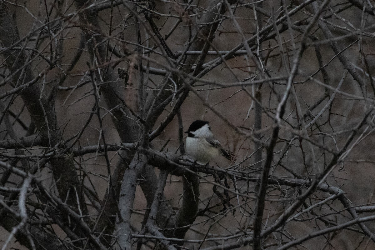 Black-capped Chickadee - ML647026857