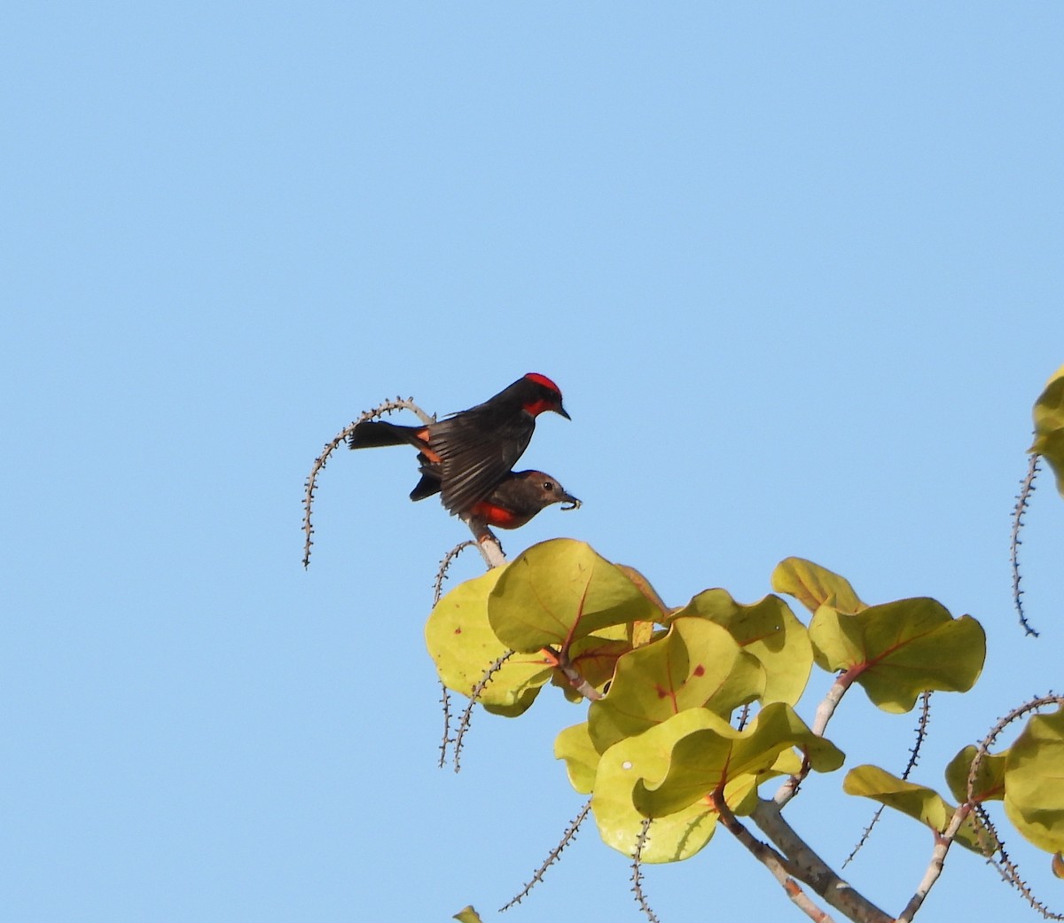 Vermilion Flycatcher - ML647026858