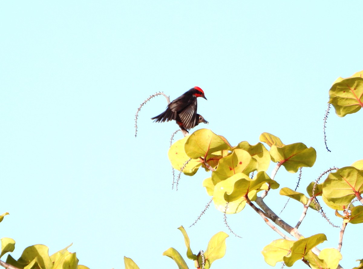 Vermilion Flycatcher - ML647026859