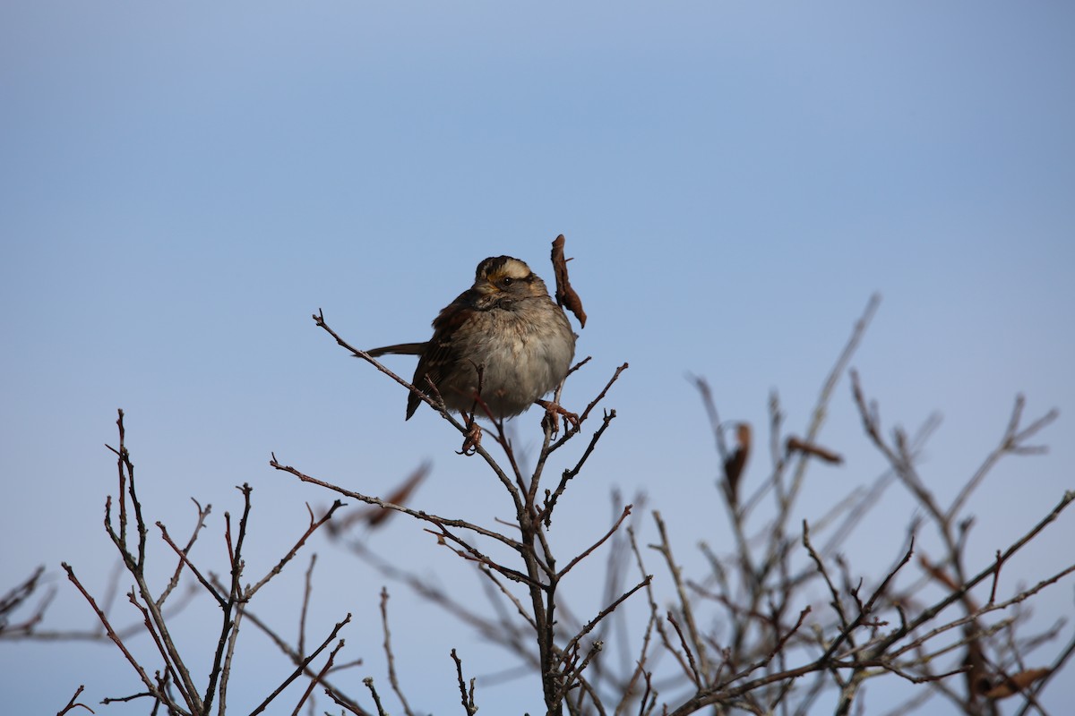 White-throated Sparrow - ML647026860