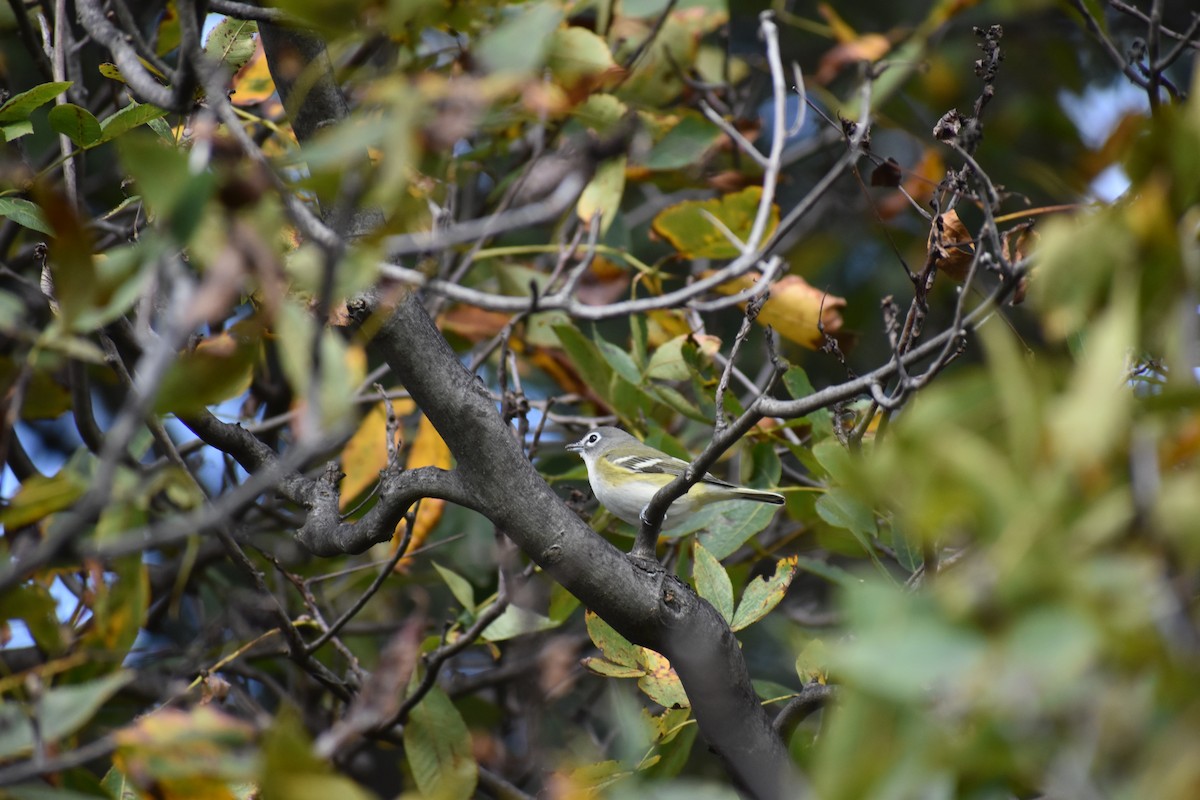 Blue-headed Vireo - ML647026861