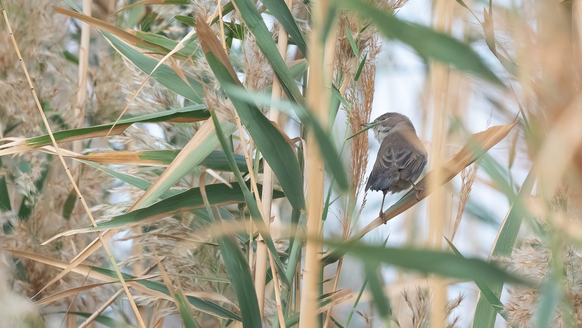 Sardinian Warbler - ML647026862