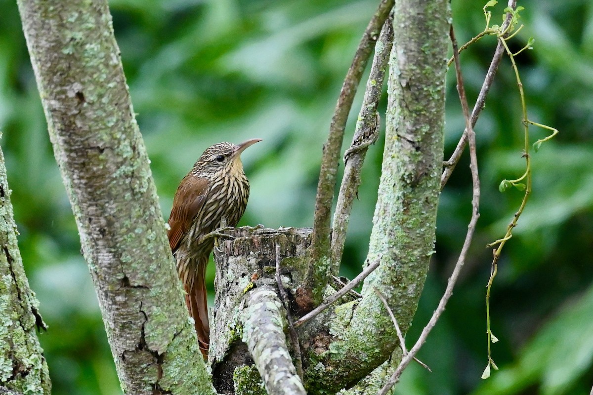 Streak-headed Woodcreeper - ML647026863