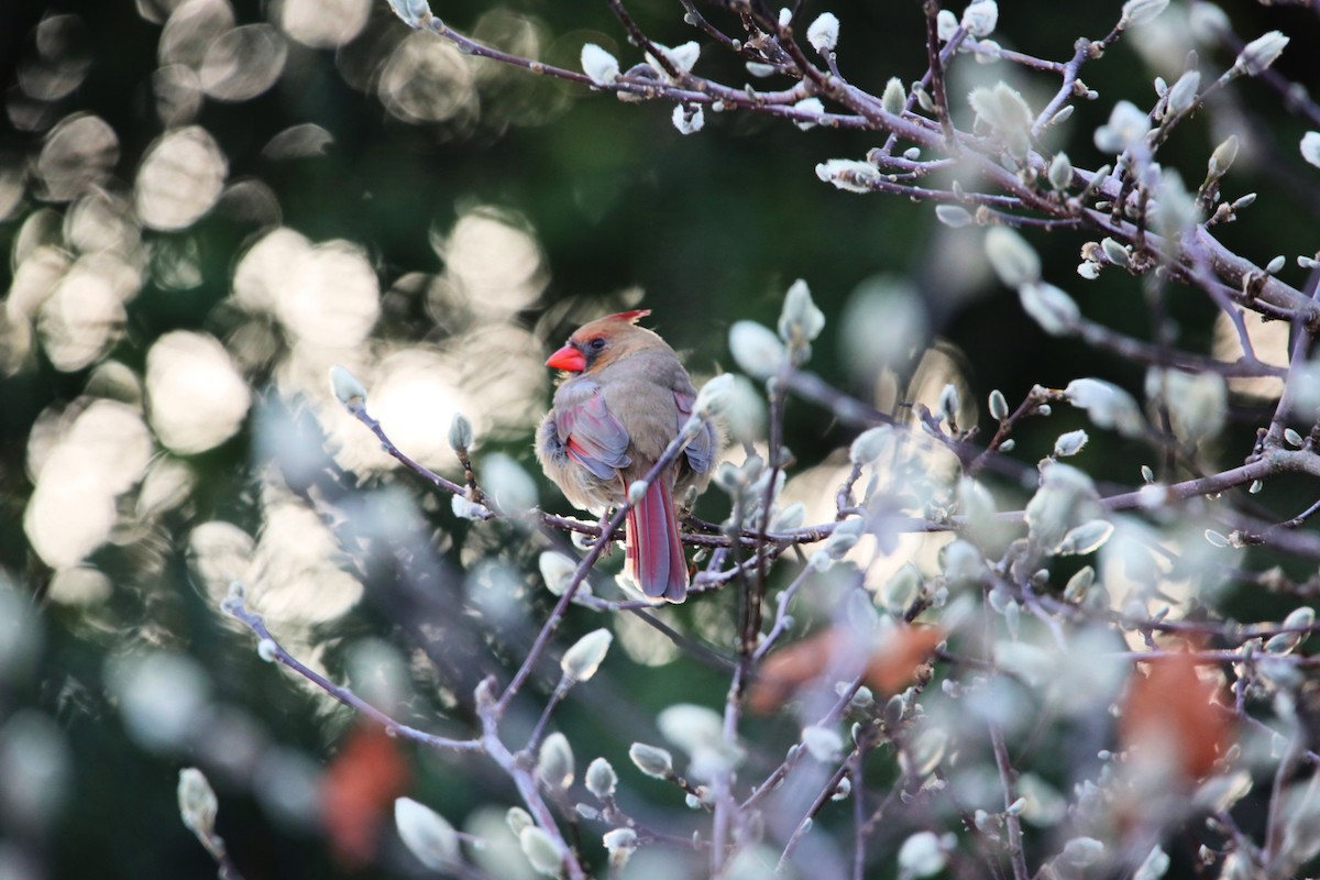 Northern Cardinal - ML647026865