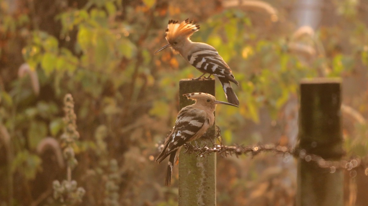Common Hoopoe - ML647026866