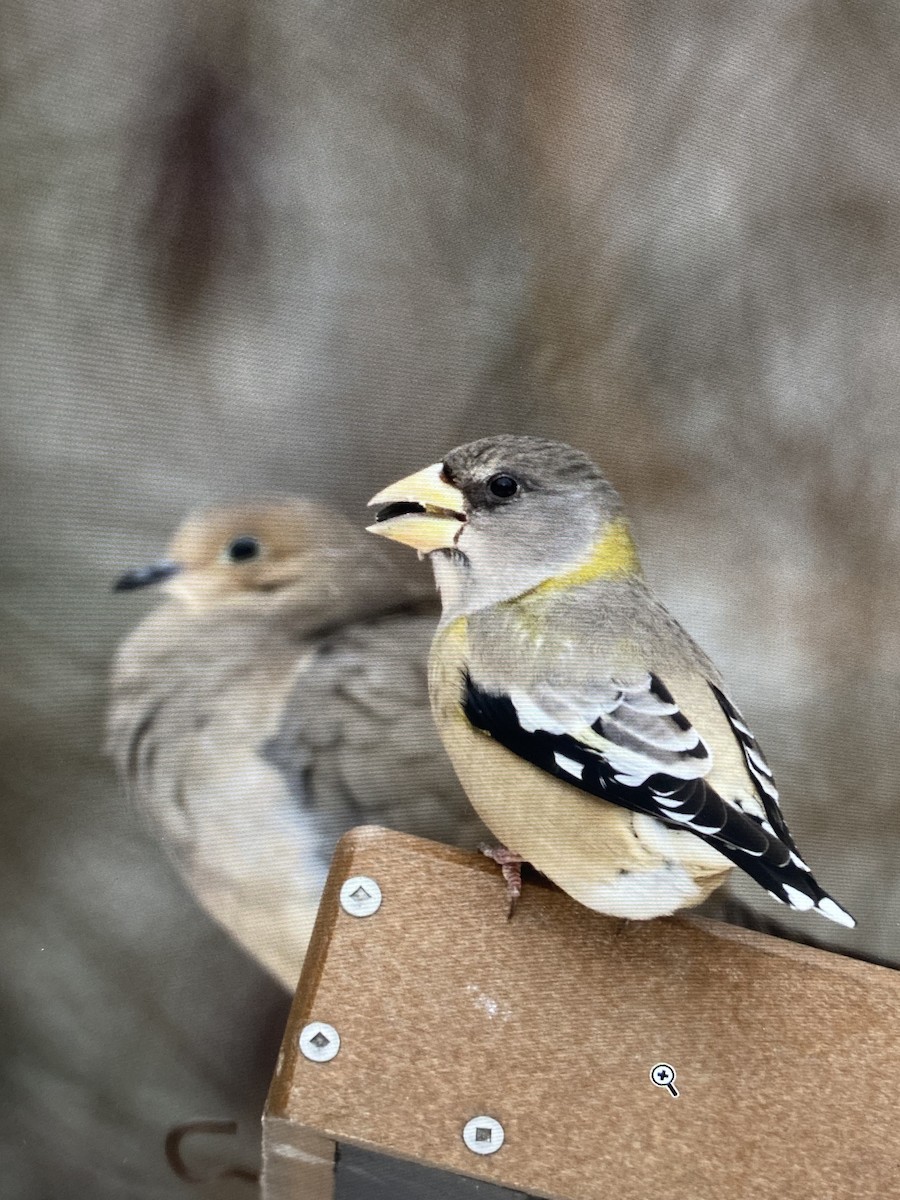 キビタイシメ - ML647026882