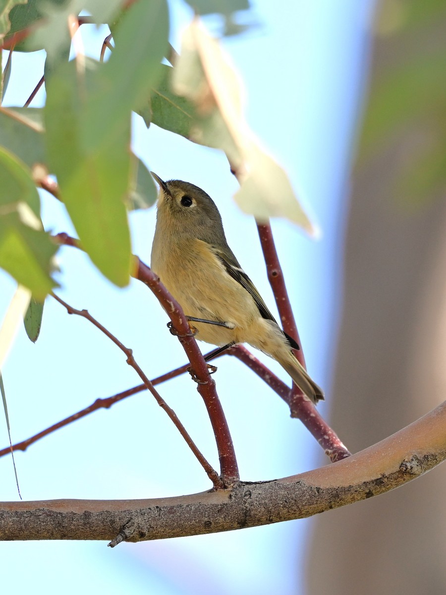 Ruby-crowned Kinglet - ML647026885