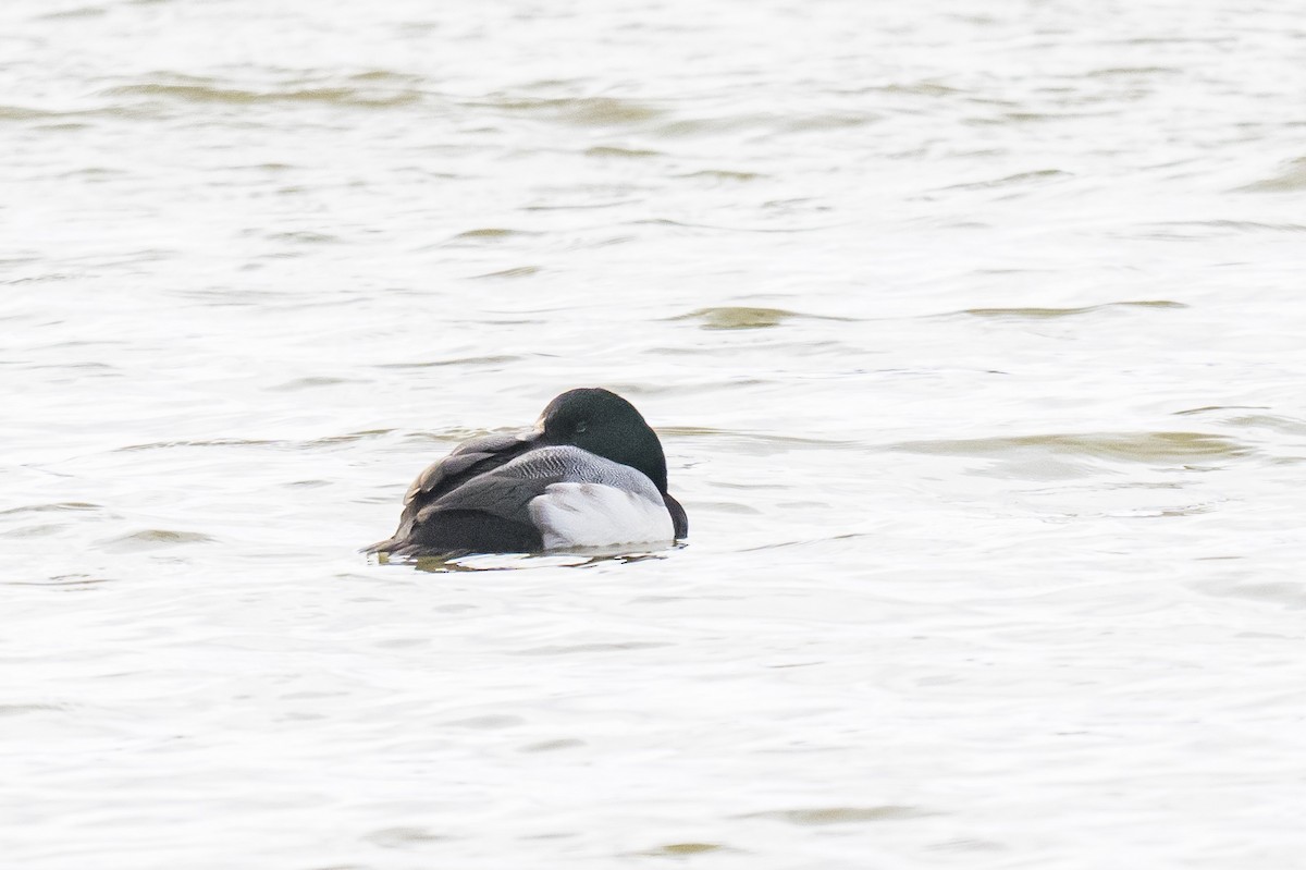 Moretta grigia - ML647026888