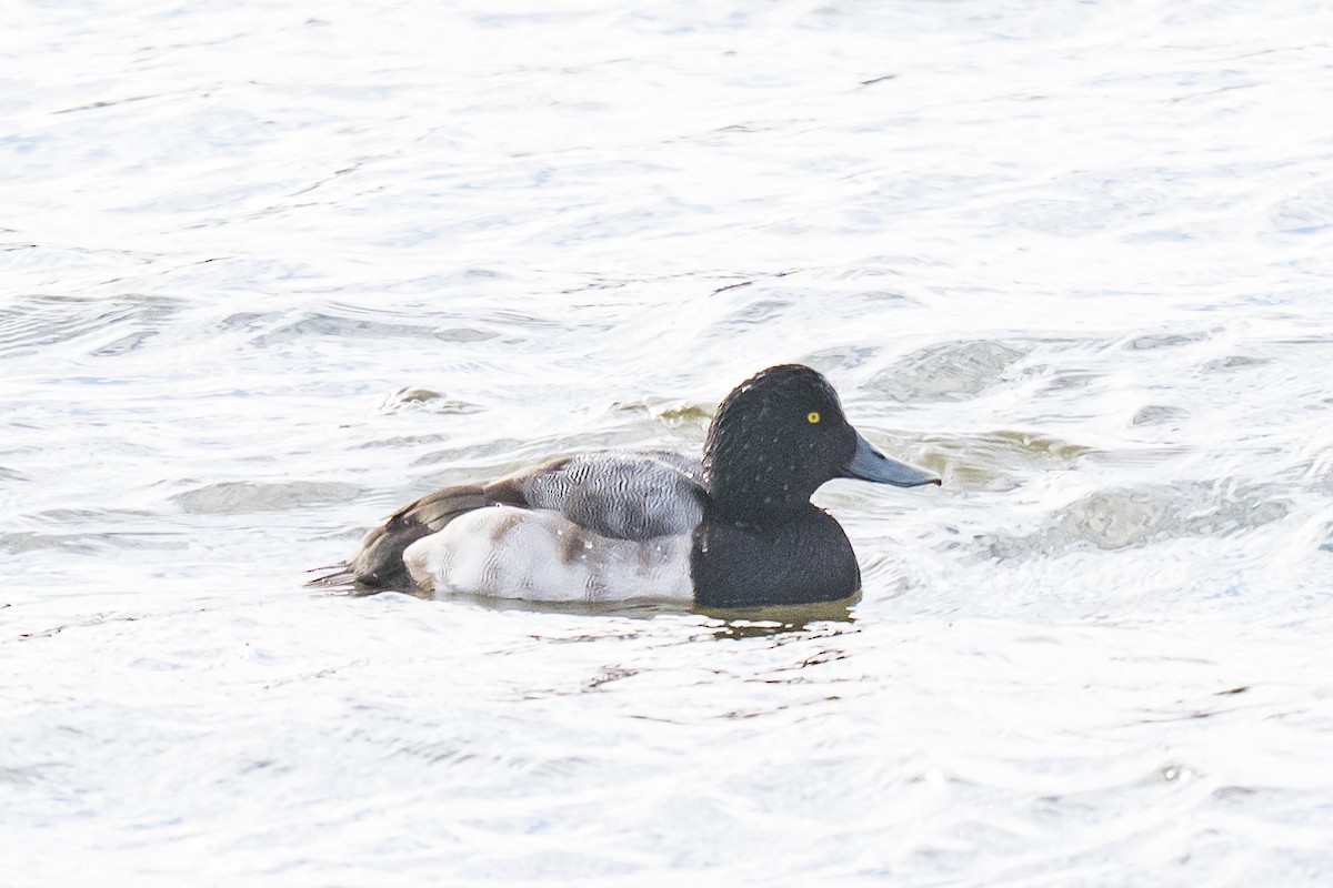 Moretta grigia - ML647026889