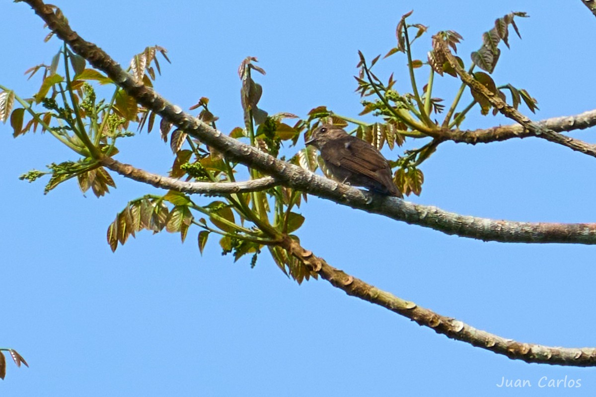 Ussher's Flycatcher - ML647026892