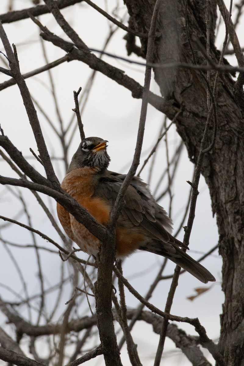 American Robin - ML647026896