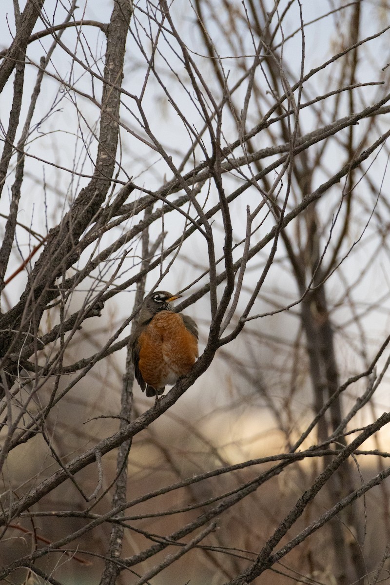 American Robin - ML647026897