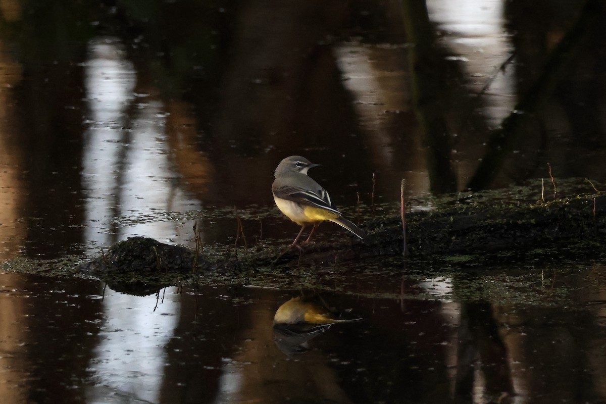 Ballerina gialla - ML647026898