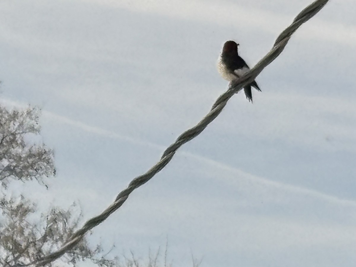 Red-headed Woodpecker - ML647026899