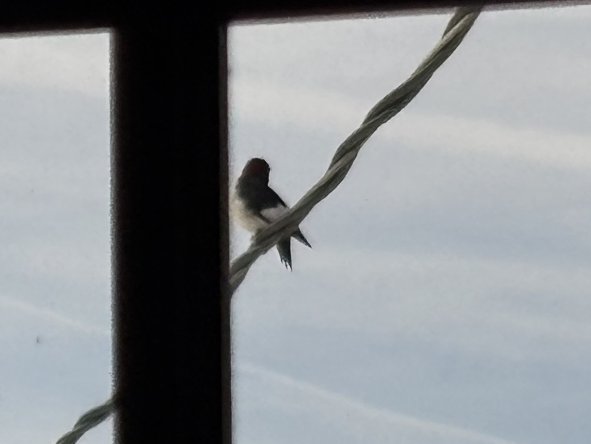 Red-headed Woodpecker - ML647026900