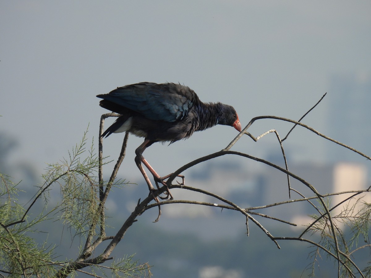 Uroilo urdin burugrisa - ML647026909